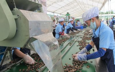 Quy trình sản xuất hạt điều như thế nào?